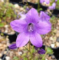 Campanula portenschlagiana Resholt's variety
